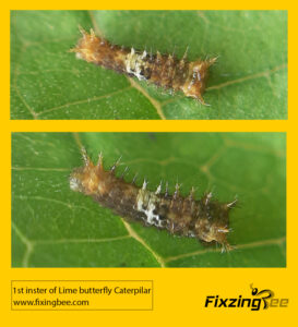 1st instar caterpillar of Lime Butterfly