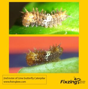 2nd instar caterpillar of Lime Butterfly #Life cycle of a butterfly #butterfly cycle