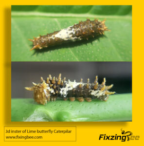 3d instar caterpillar of Lime Butterfly #life cycle of a butterfly #butterfly life cycle #butterfly cycle #caterpillar life cycle