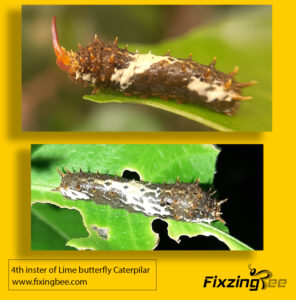 4th instar caterpillar of Lime Butterfly #butterfly metamorphosis #butterfly lifespan #stages of butterfly