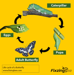 Life cycle of a butterfly