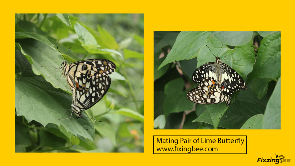 Matting pair of Lime butterfly