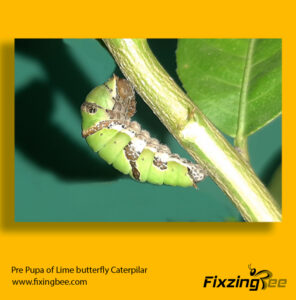 Pre pupa stage of Lime butterfly #life cycle of butterfly
