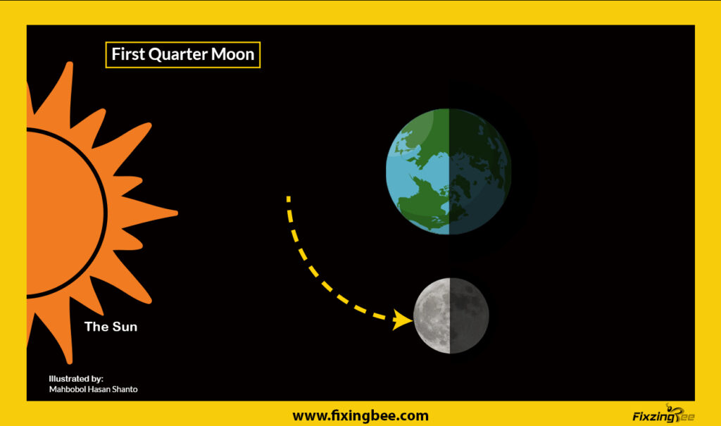  First Quarter Moon- The moon's phases in order